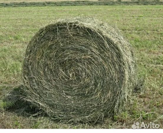 Сено в тюках