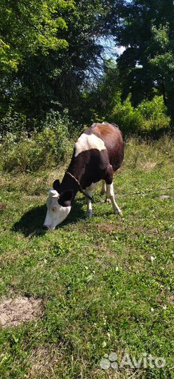 Коровы дойные