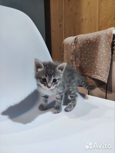 Котенок (кот)