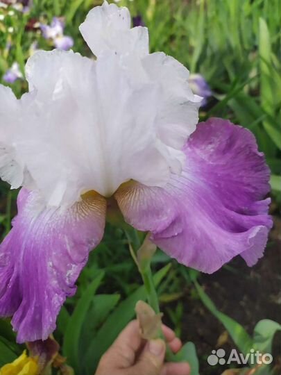 Ирисы сортовые
