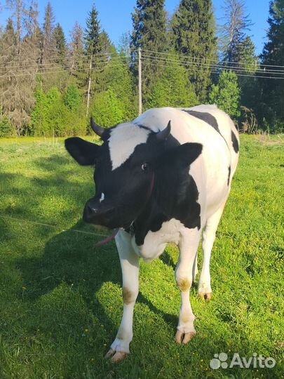 Телки стельные