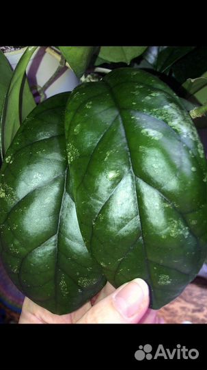 Хойя на срез, укореню на заказ