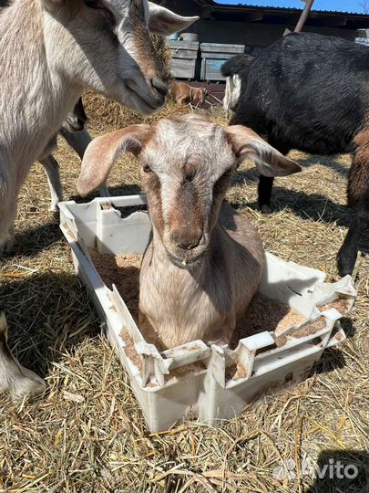 Коза альпийская нубийская