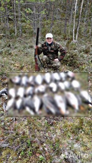 Охота на гусей Карелия