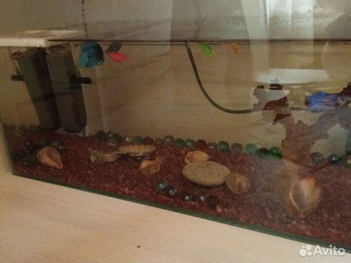 Аквариум и рыбы