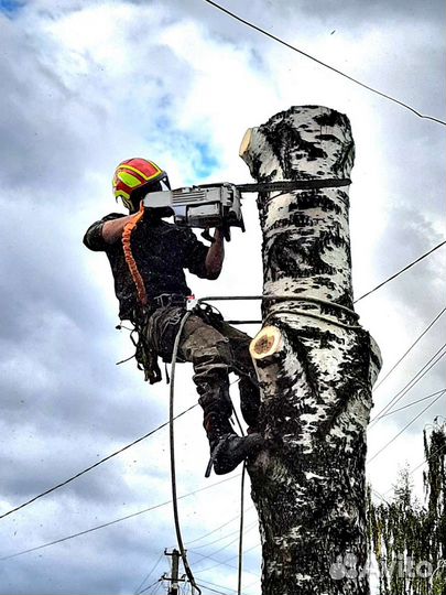 Спил деревьев расчистка участка