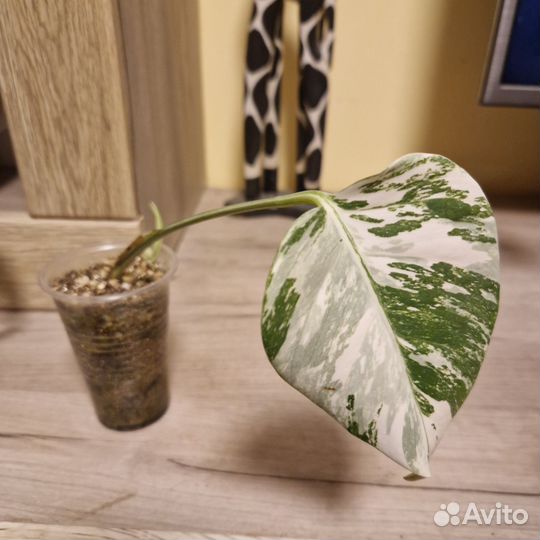 Монстера альба