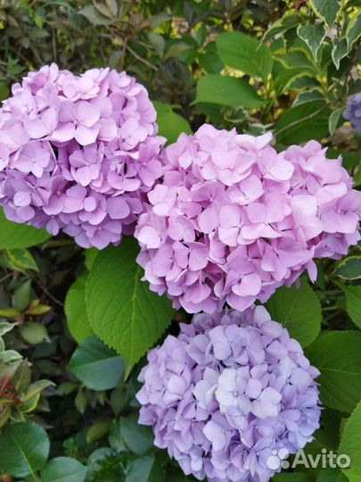 Укорененные черенки крупнолистной гортензии