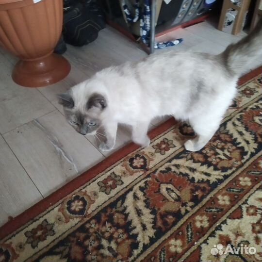 Отдам кошку