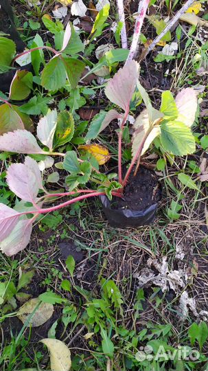 Рассада клубники