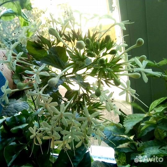 Клеродендрумы