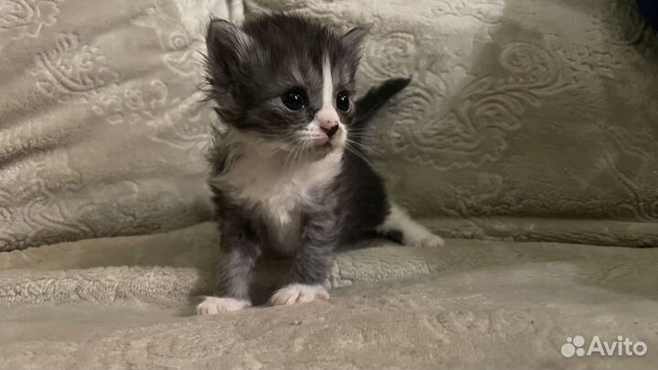 Британские котята