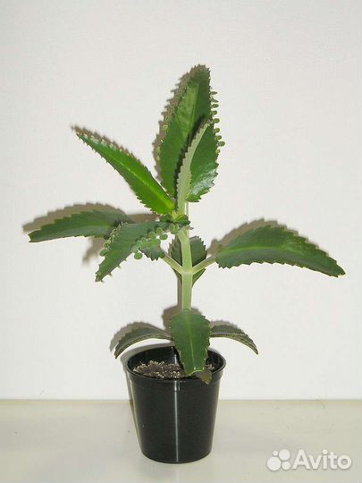 Каланхоэ лечебное