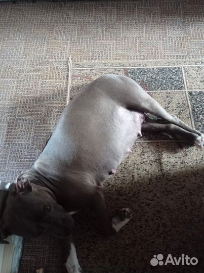 Щенки питбуля