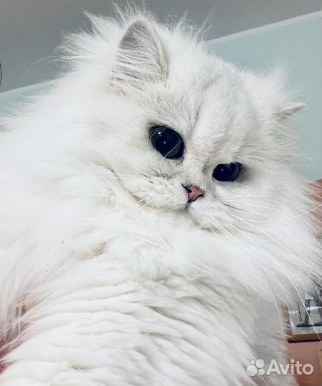 Британская серебристая шиншилла