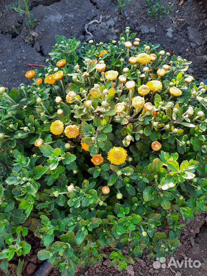 Хризантемы мультифлора