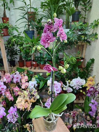 Орхидея фаленопсис Wild cat