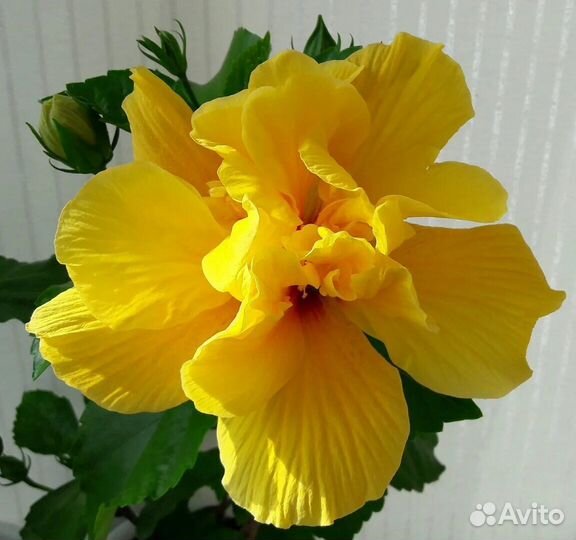 Гибискус Koenig yellow