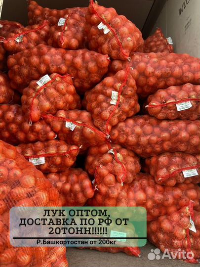 Лук оптом от 200 кг