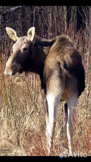 AF-S Nikkor 55-200mm 1:4-5,6 G ED VR