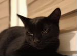 Черный кот в поисках семьи и дома