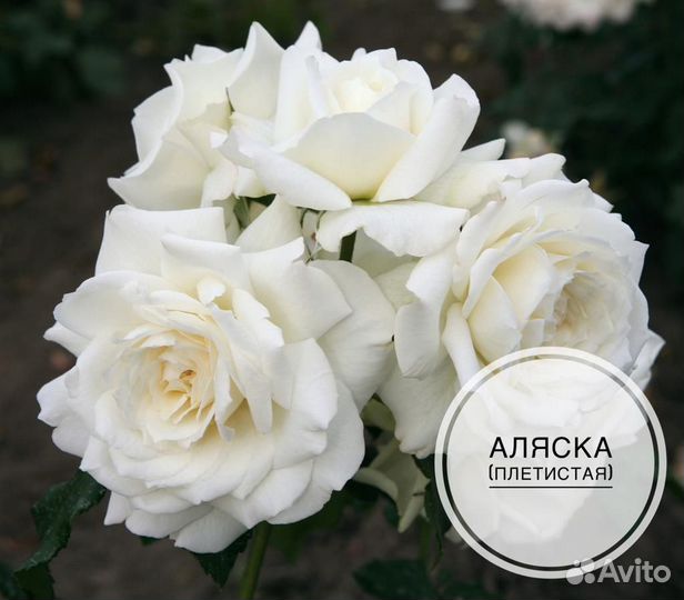 Саженцы плетистых роз