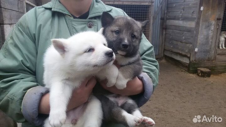 Щенки разных пород