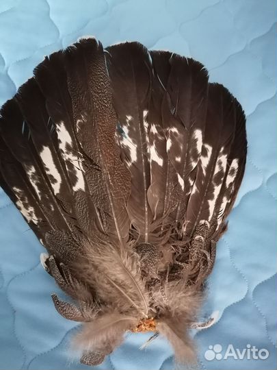 Веер перья