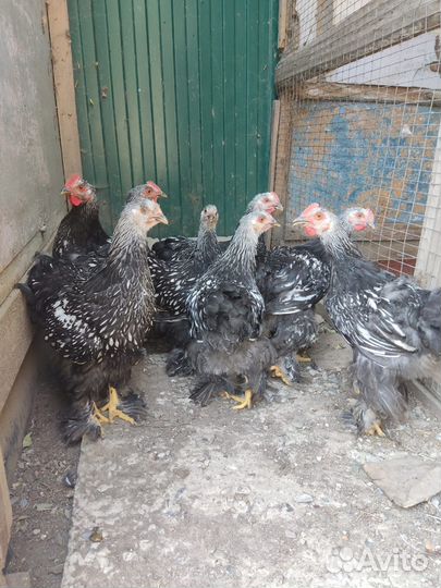 Петухи барневельдер, петухи кохинхин