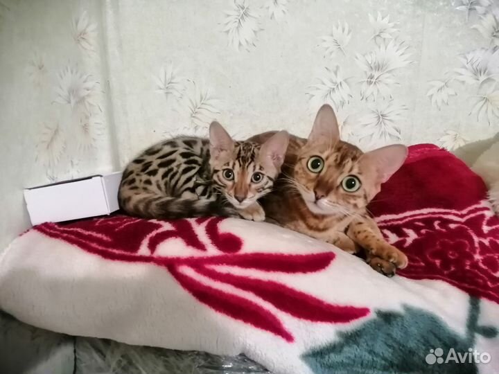 Бенгальская