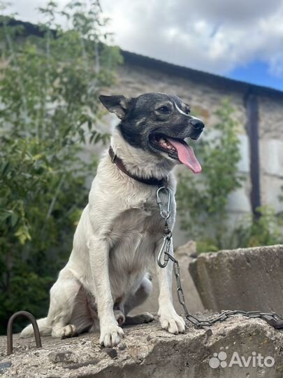 Собака в добрые руки