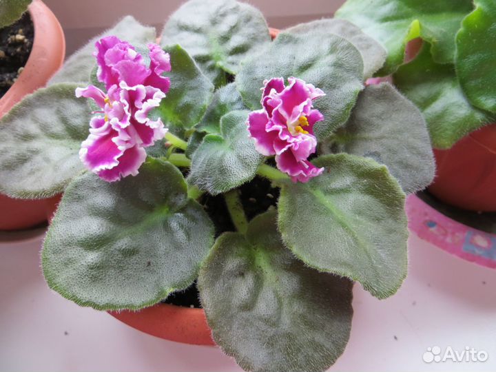 Цветущая фиалка сорт Катерина