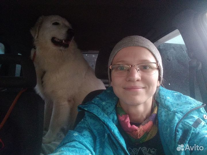 Зоотакси, перевозка животных, сопровождение