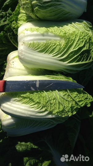 Капуста пекинская для чимчи