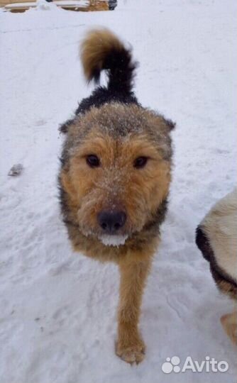 Веня ищет дом