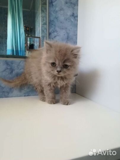 Шотландская