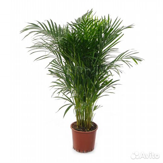 Комнатные растения Пальмы