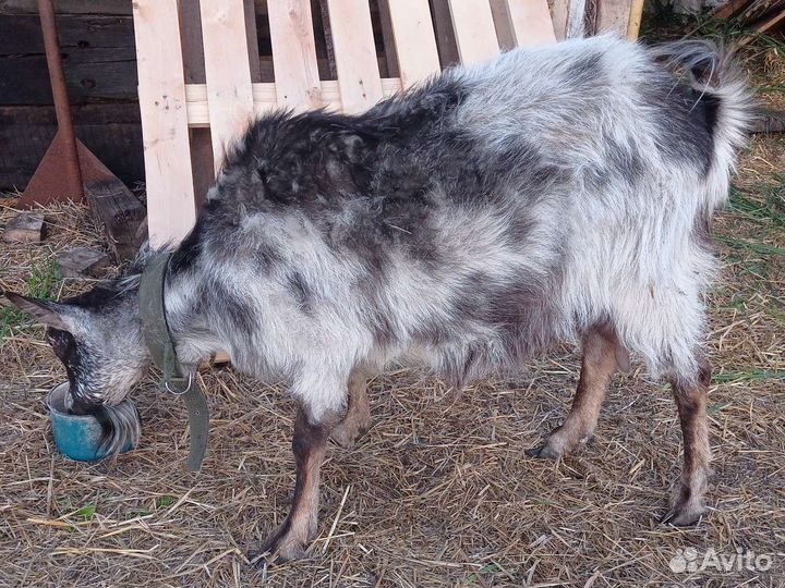 Козы ламанча дойные