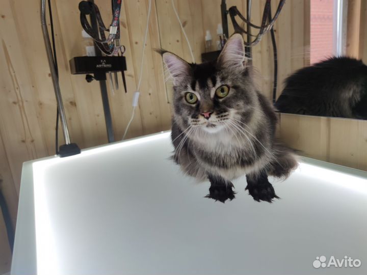 Шикарные котята мейн-кун с документами