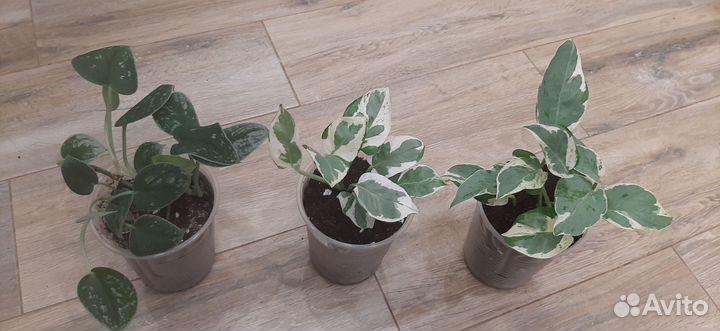 Сингониум,рафидофора