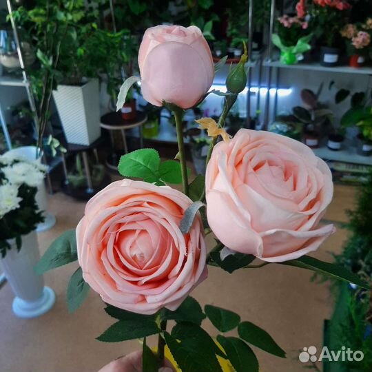 Роза, лагурус