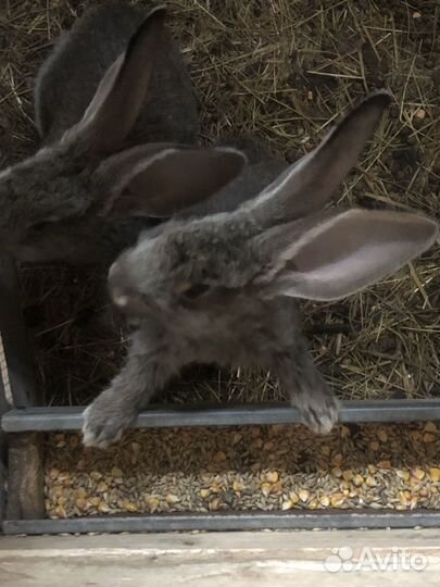 Фландер ризен