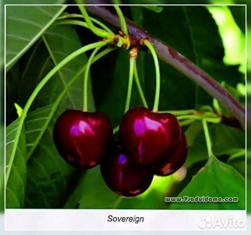 Саженцы черешни Sovereign