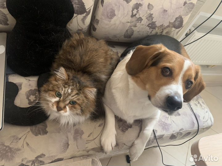 Передержка животных