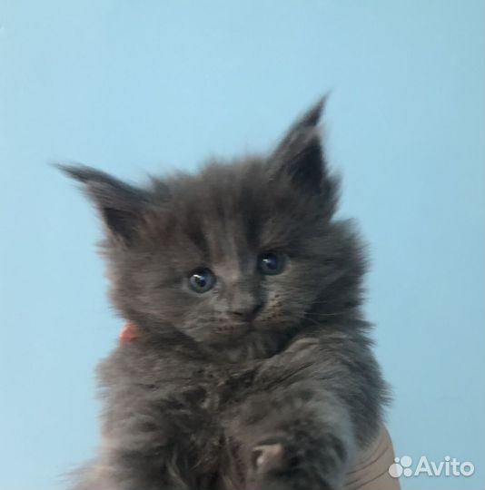 Котята мейн-кун
