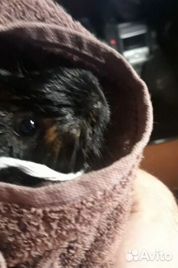 Ветеринар Врач Ремонт Кошки Собаки Вскрытие замков