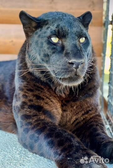 Экскурсия в Абхазию Парк львов+о.Рица