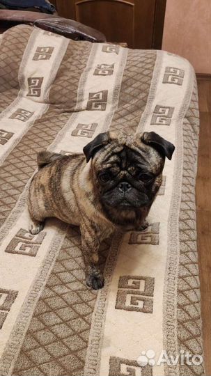 Мопс тигровый