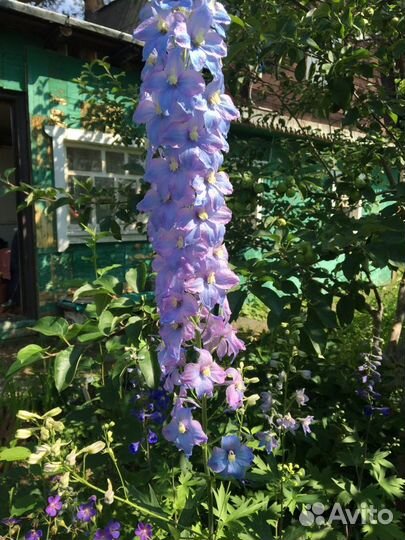 Дельфиниум саженцы разные цвета