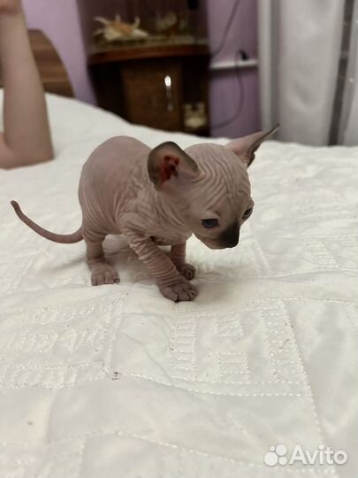 Канадский сфинкс котенок